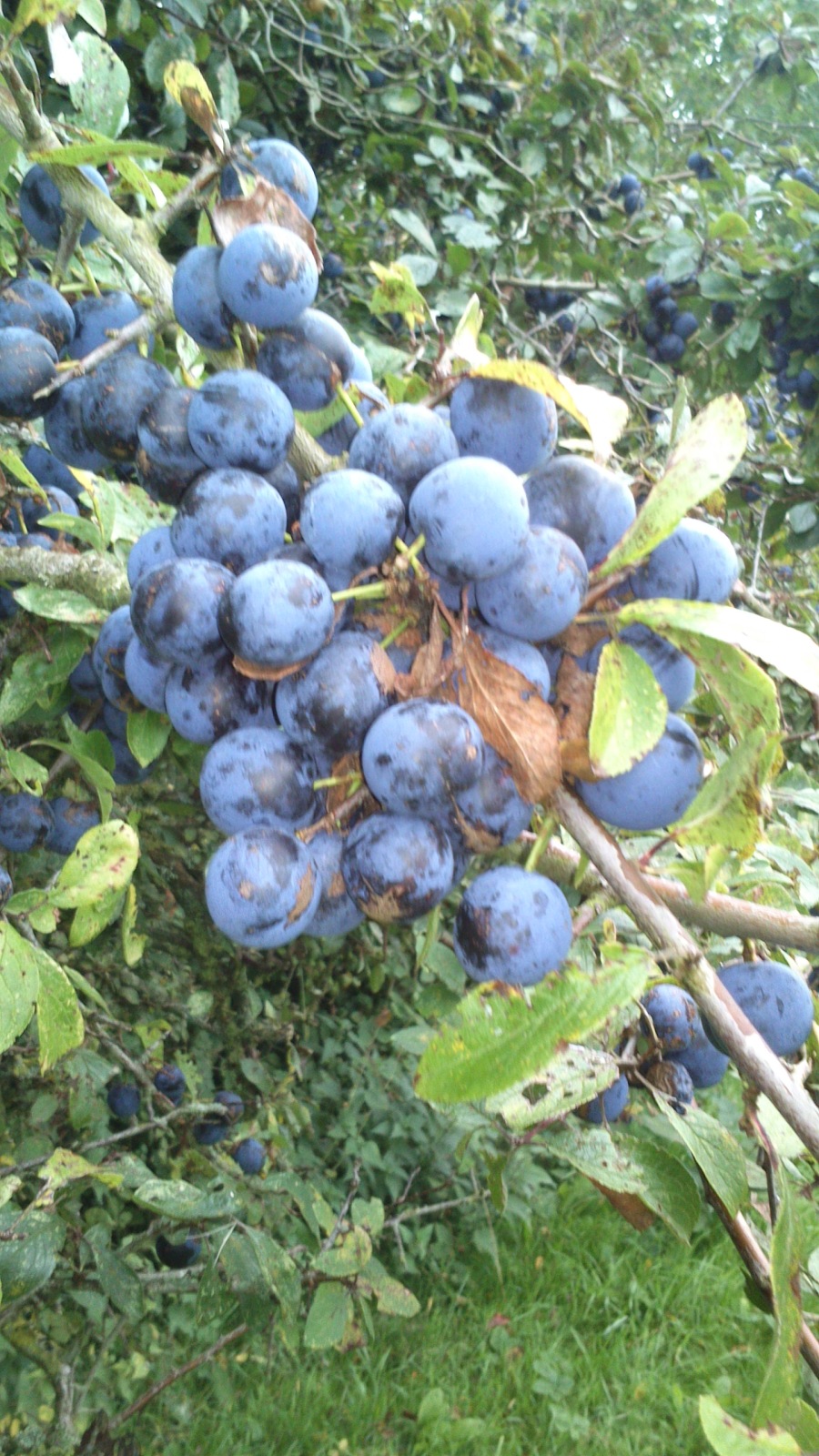 Sloes on the bush - this was a great year.
